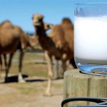 Manfaat Susu Unta yang Dikatakan Lebih Baik dari Susu Sapi